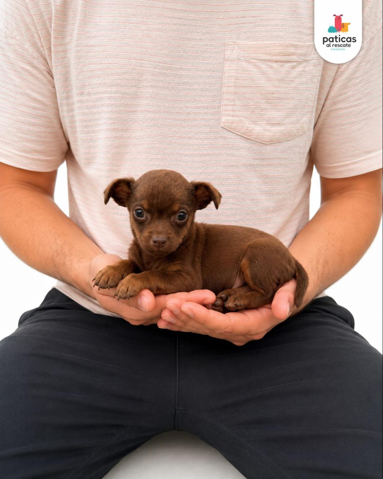 ADOPTA A COMINITO_3