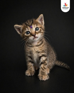 ADOPTA A MAR_6