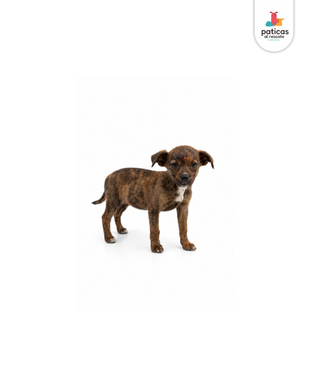 ADOPTA A AZALEA_4