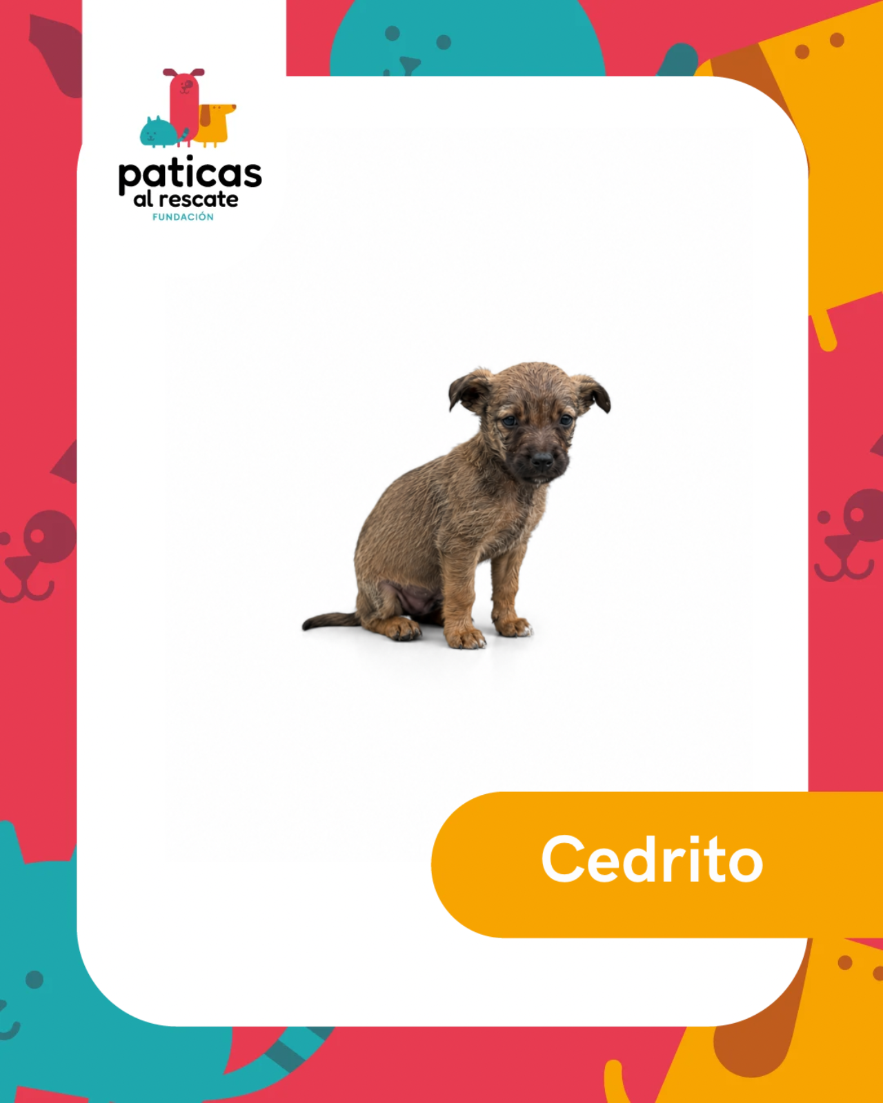 ADOPTA A CEDRITO - Paticas al Rescate