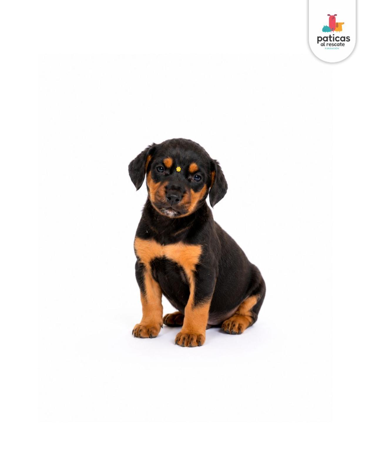 ADOPTA A LULI_7