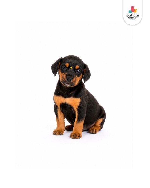ADOPTA A LULI_7