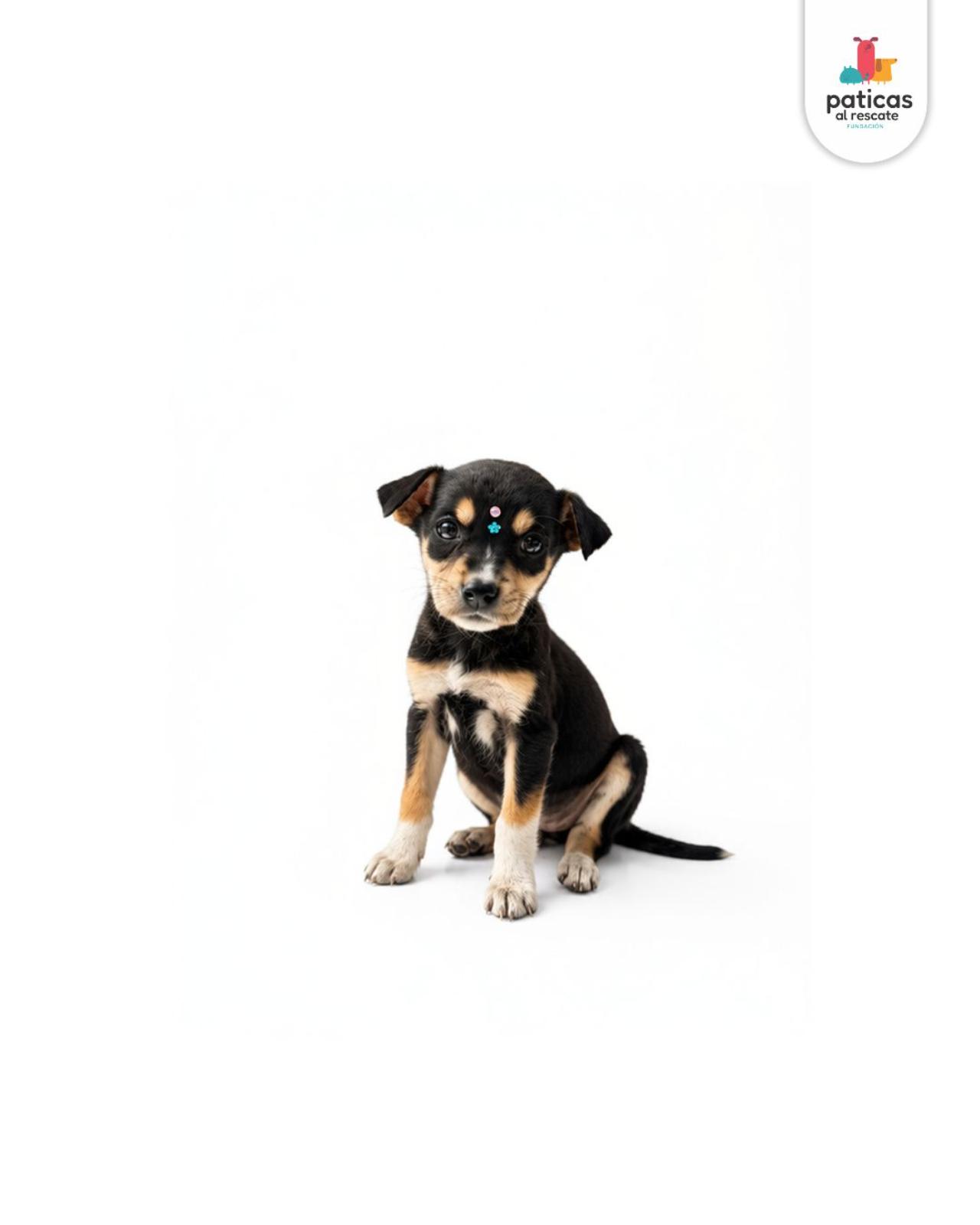 ADOPTA A ABBY_3
