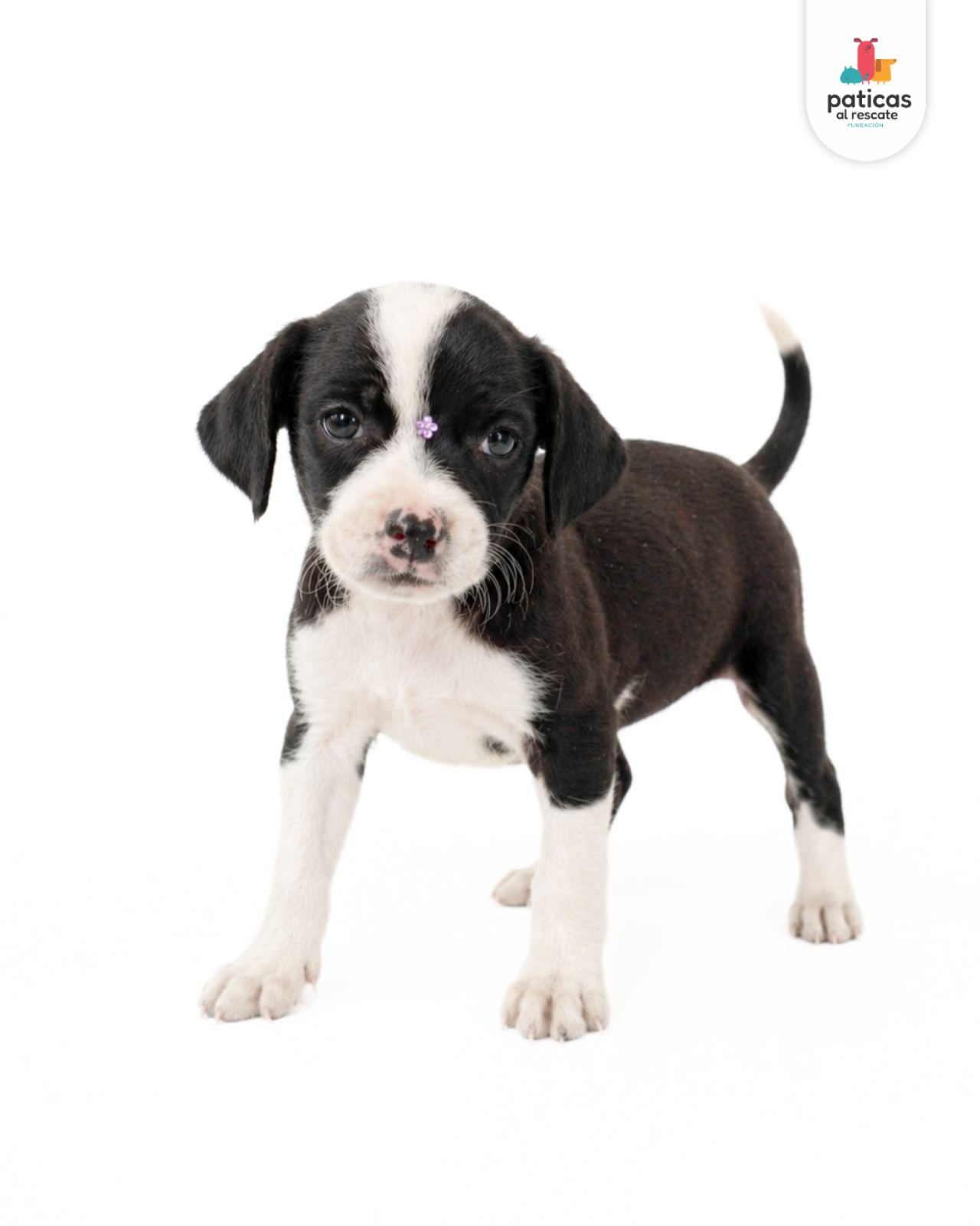 ADOPTA A CARBONARA_6