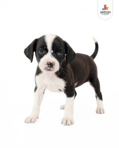 ADOPTA A CARBONARA_6