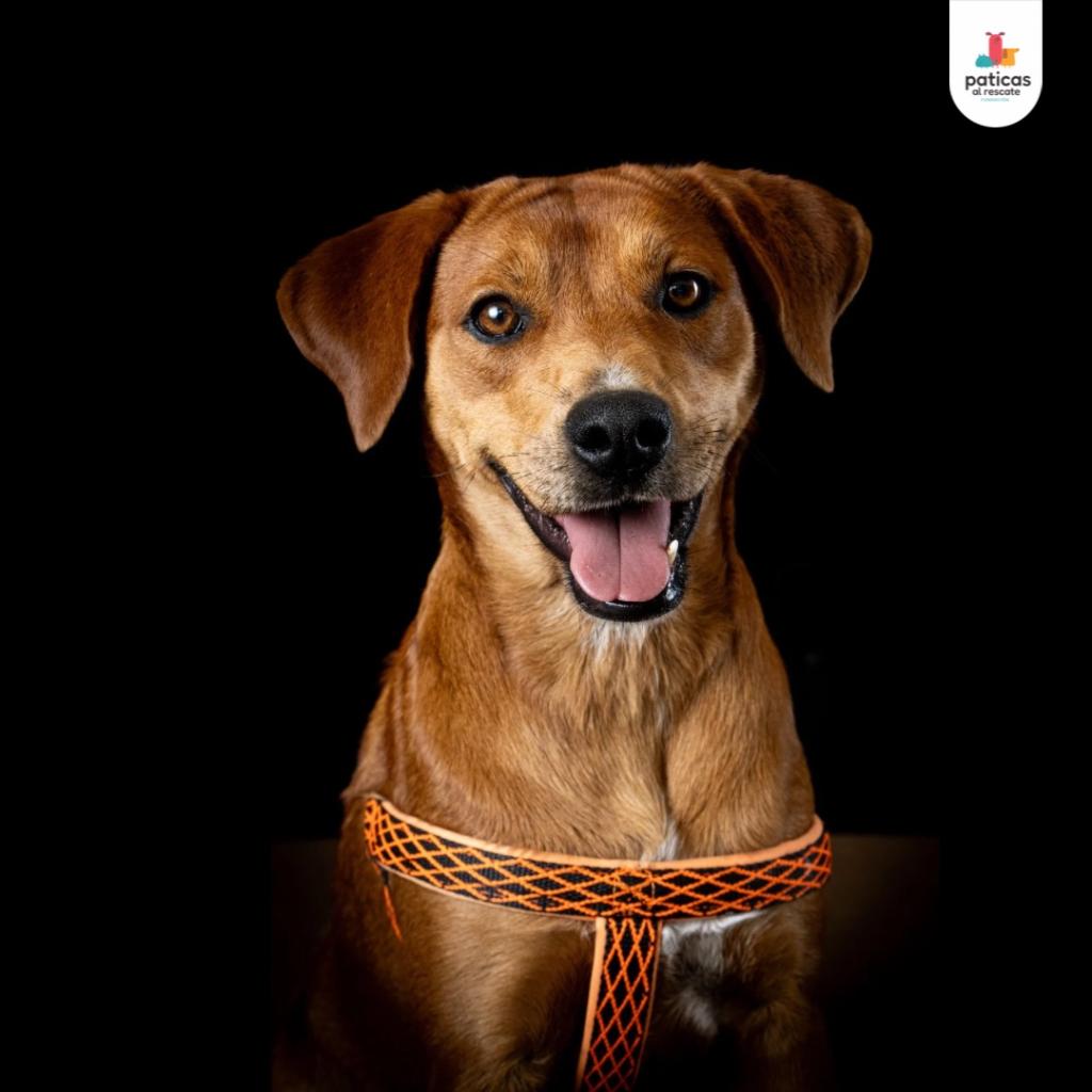 Adopta a Canela_4