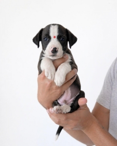 ADOPTA A BOLOÑESA_10