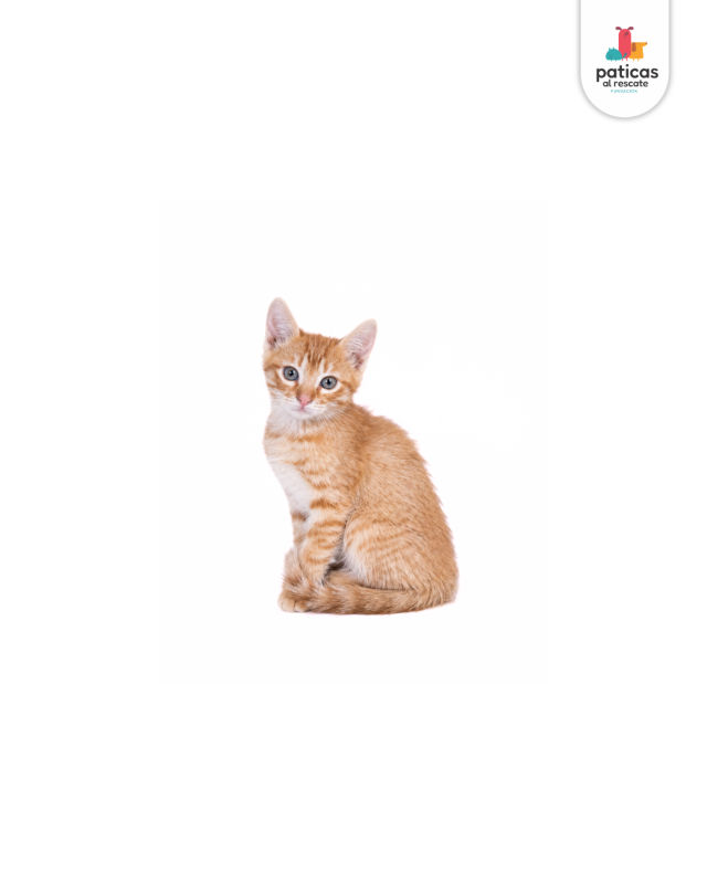 ADOPTA A CHEDDAR_6