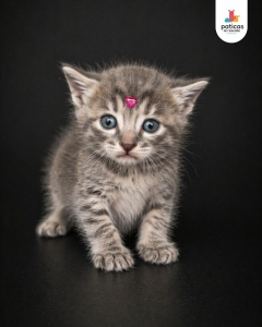 ADOPTA A CIELO_6