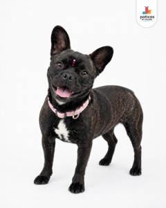 ADOPTA A LILA_5