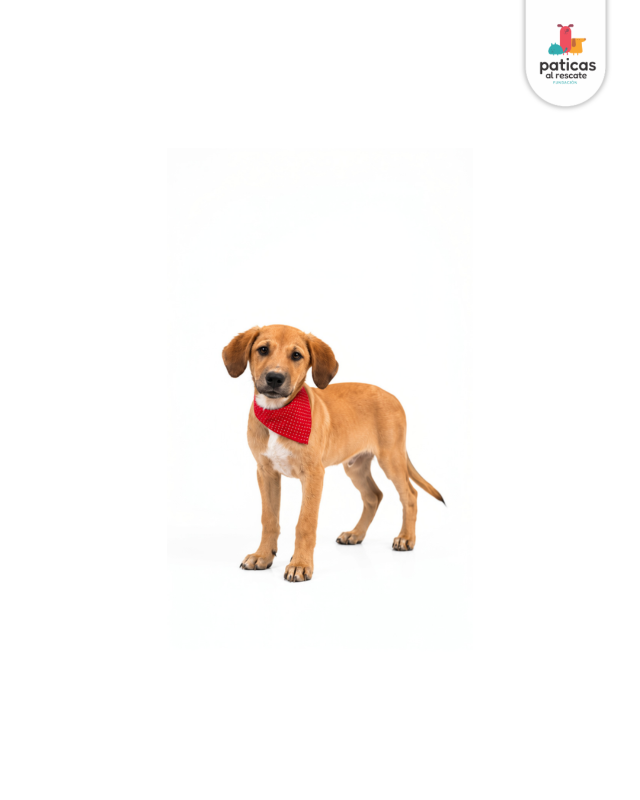 ADOPTA A SALOMÓN_6