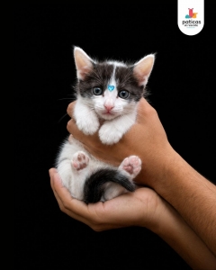 ADOPTA A VENECIA_3