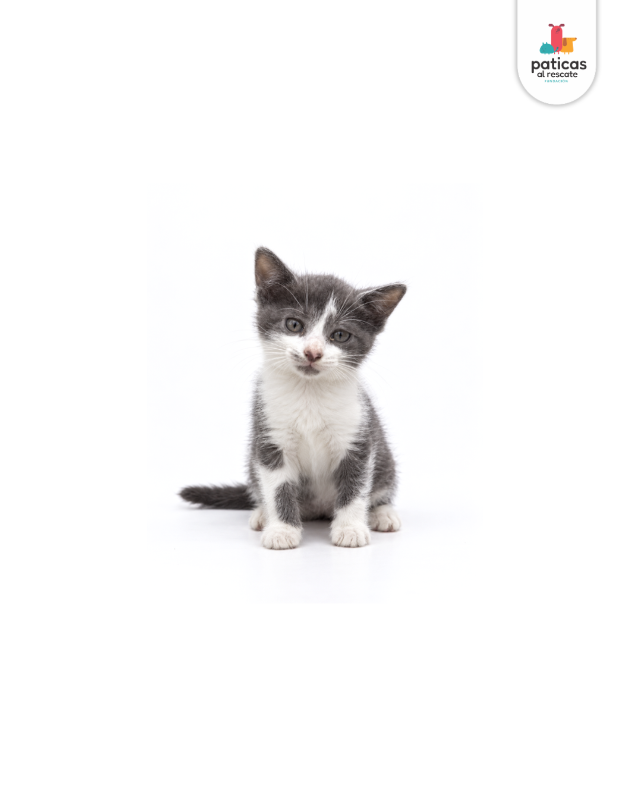 ADOPTA A PERCY_2