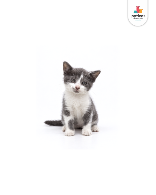 ADOPTA A PERCY_2