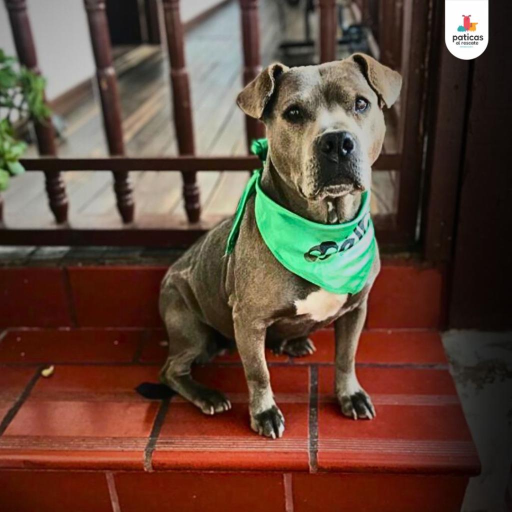 Adopta a Nina_6