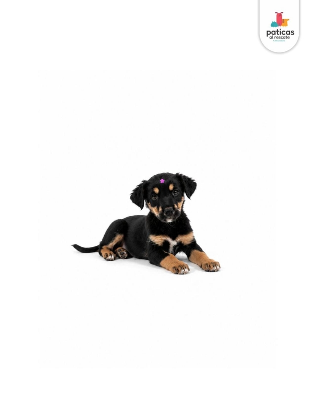 ADOPTA A ROSITA_2