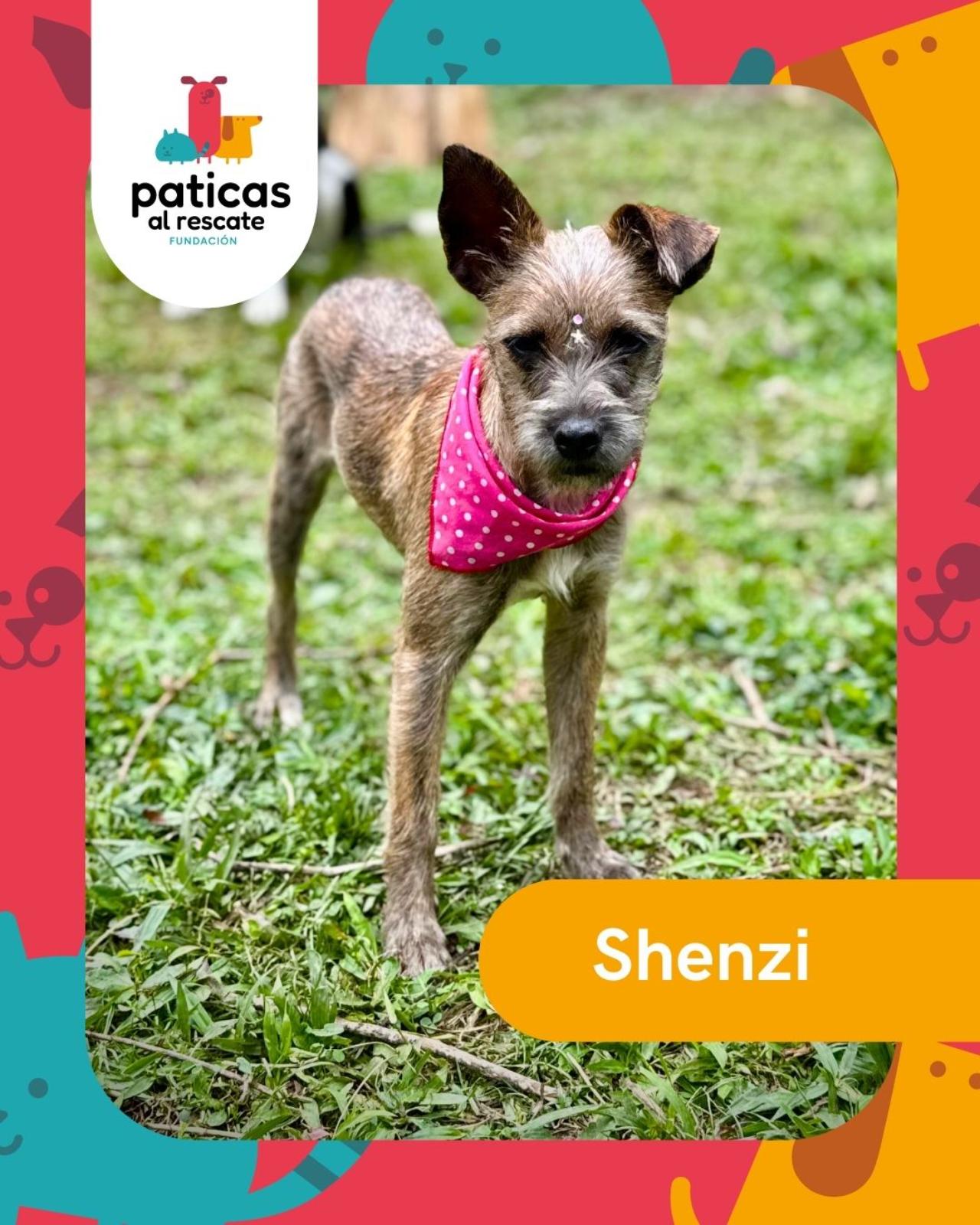 Adopta a Shenzi - Paticas al Rescate