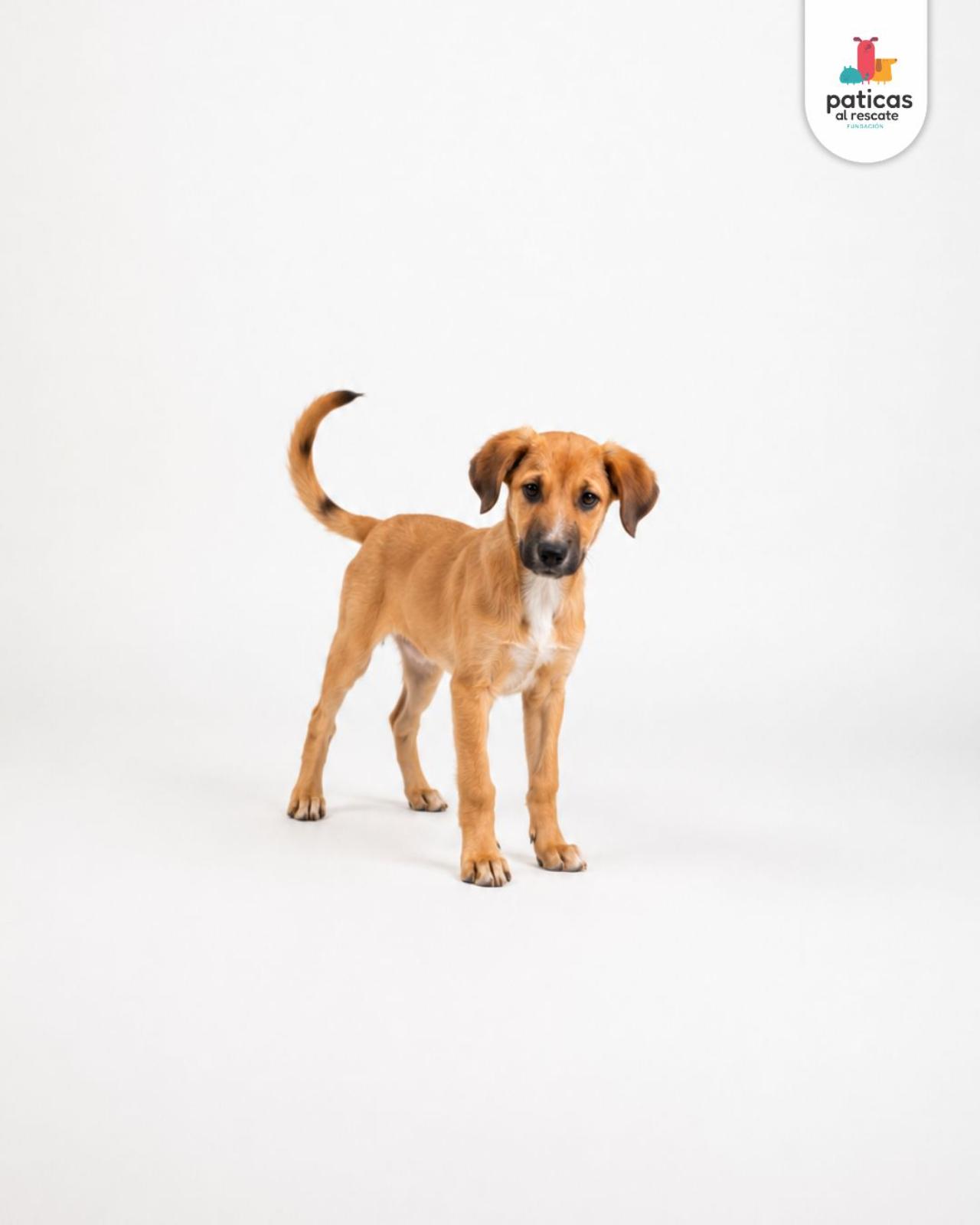 ADOPTA A PLATANITO_2