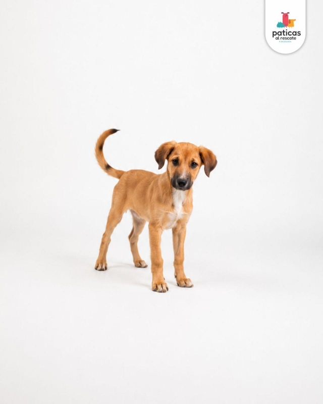 ADOPTA A PLATANITO_2