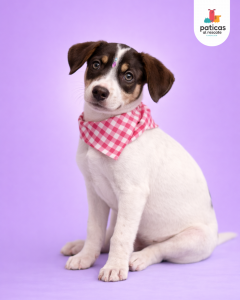ADOPTA A MANZANILLA_5