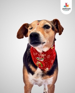 ADOPTA A DALILA_5