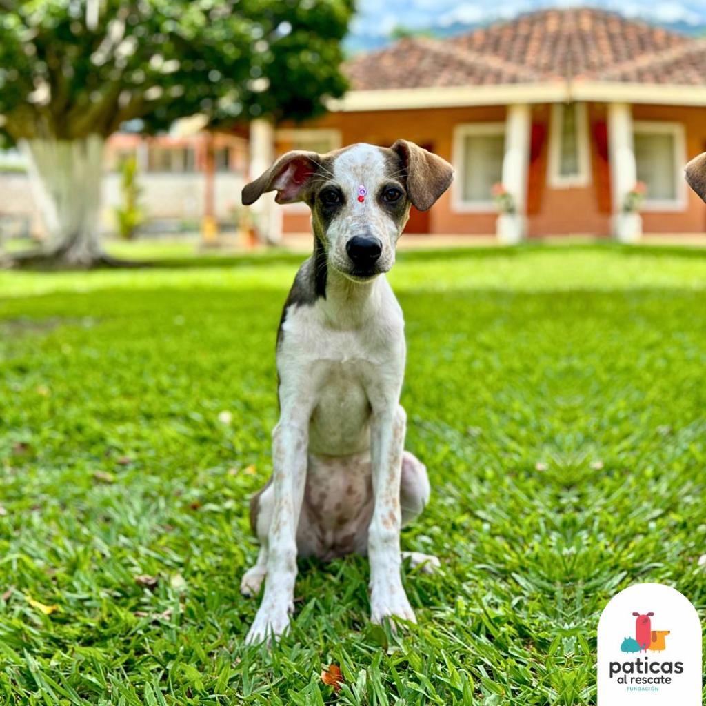 ADOPTA A MARGARITA_2