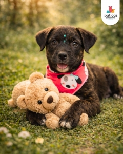 ADOPTA A SHALOM_7