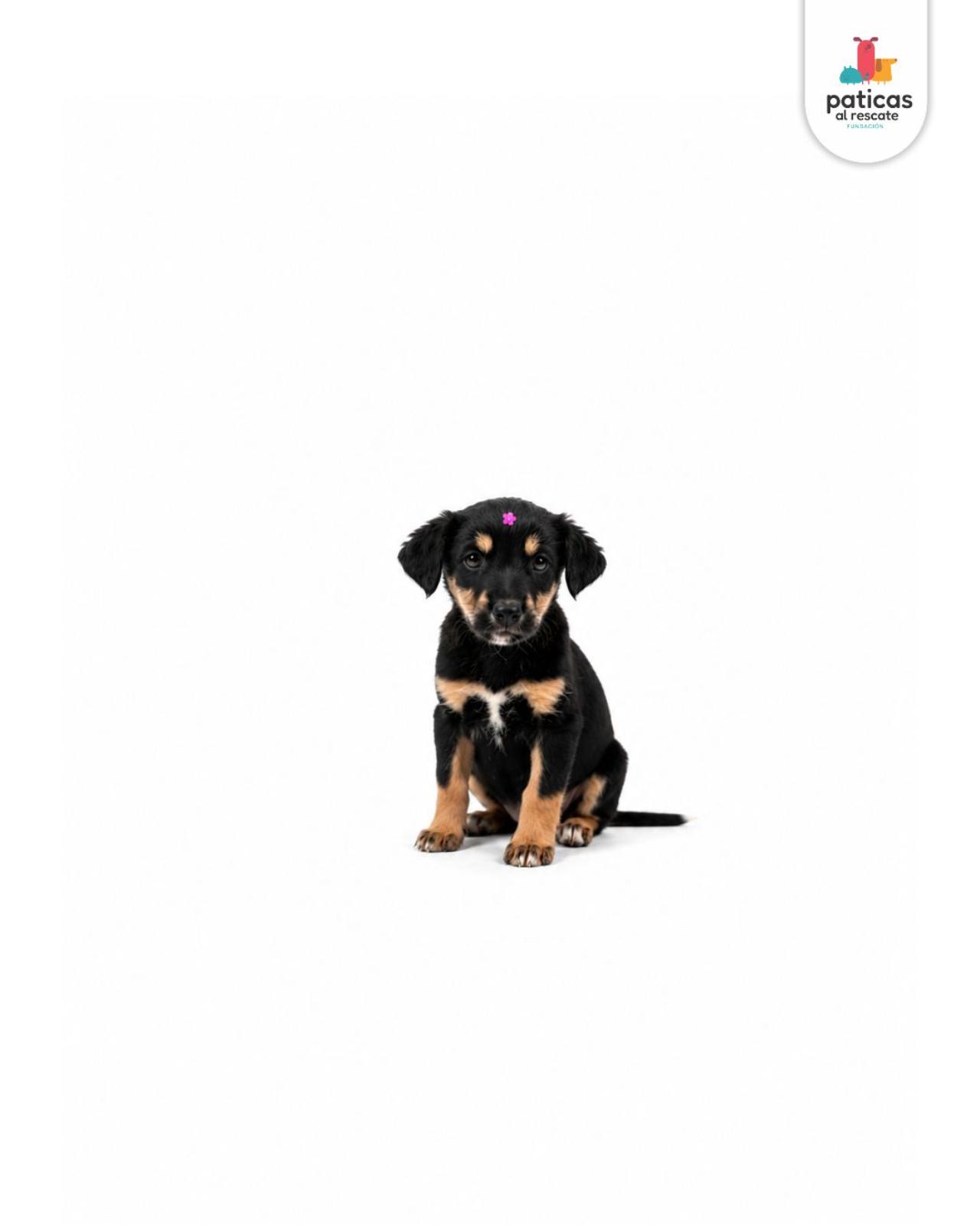 ADOPTA A ROSITA_5