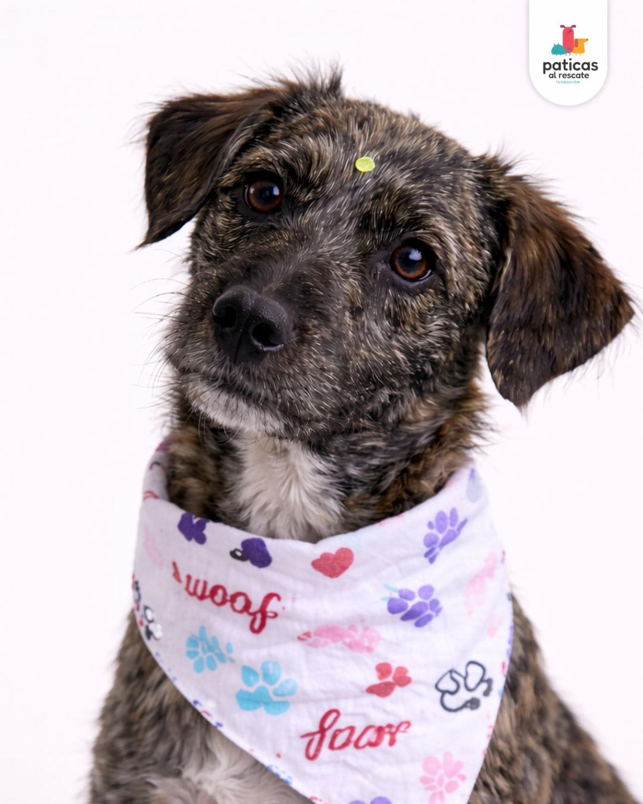 ADOPTA A PELUCHINA_8