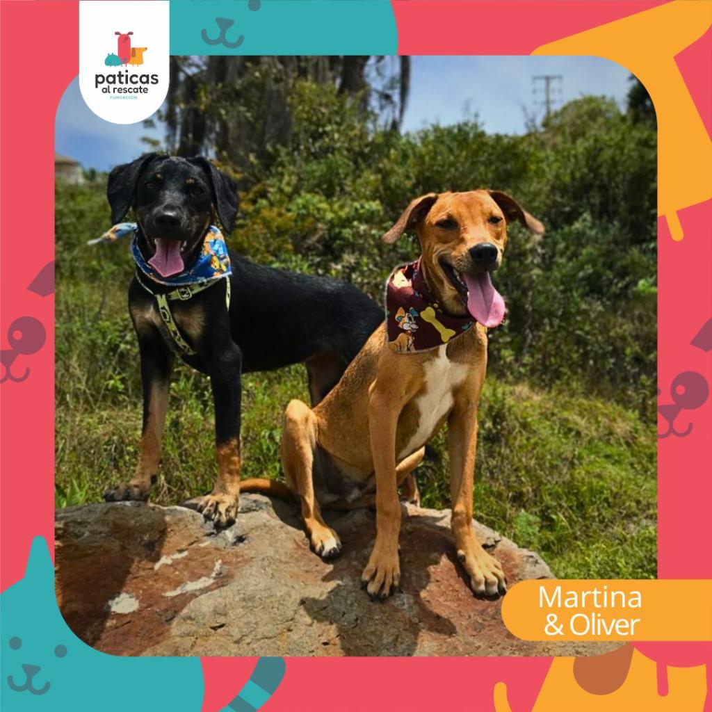 Adopta a Martina & Oliver_1