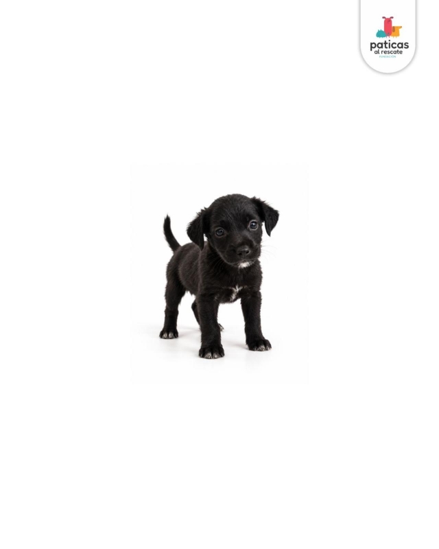 ADOPTA A ASHA_5