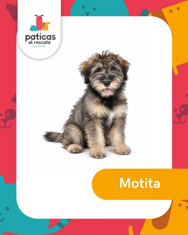 ADOPTA A MOTITA_1