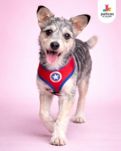 ADOPTA A PELUSA_3
