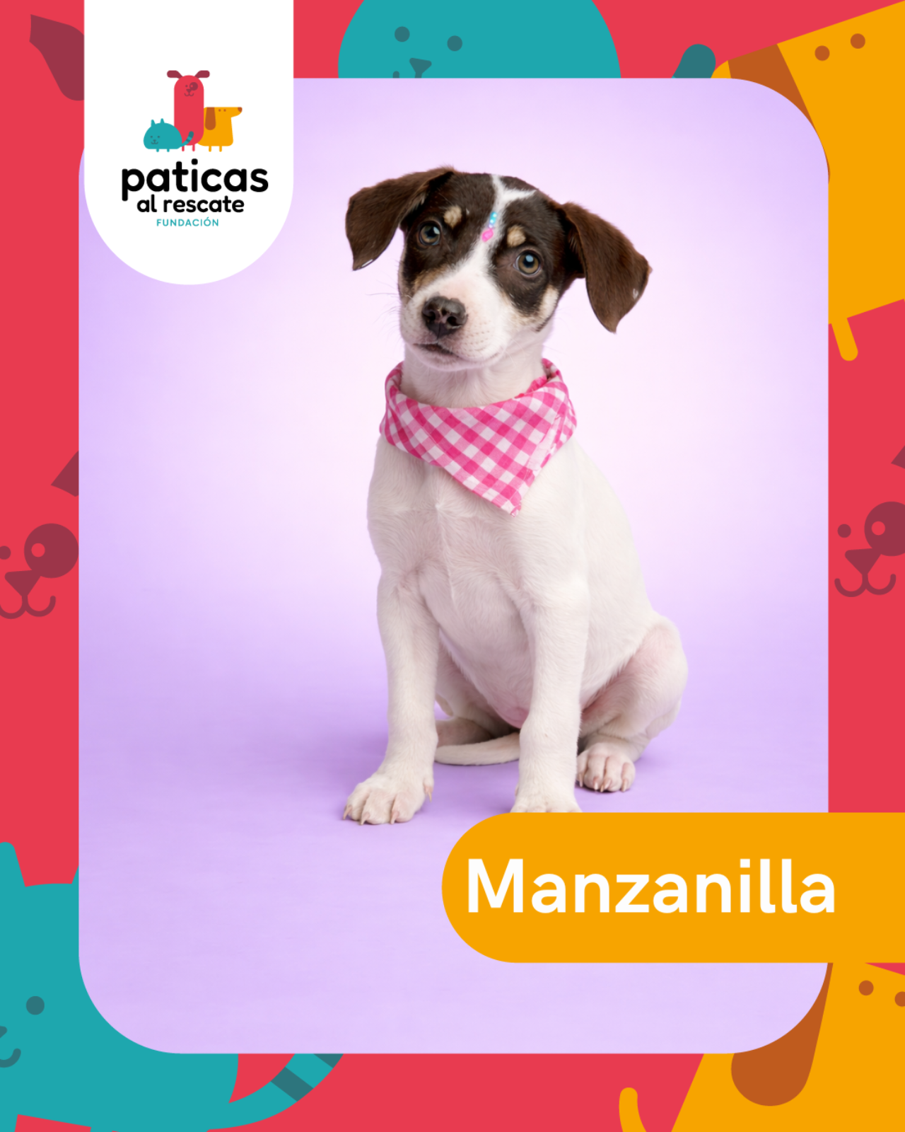 ADOPTA A MANZANILLA - Paticas al Rescate