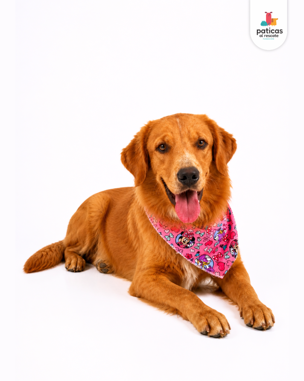 ADOPTA A SIMONA_7