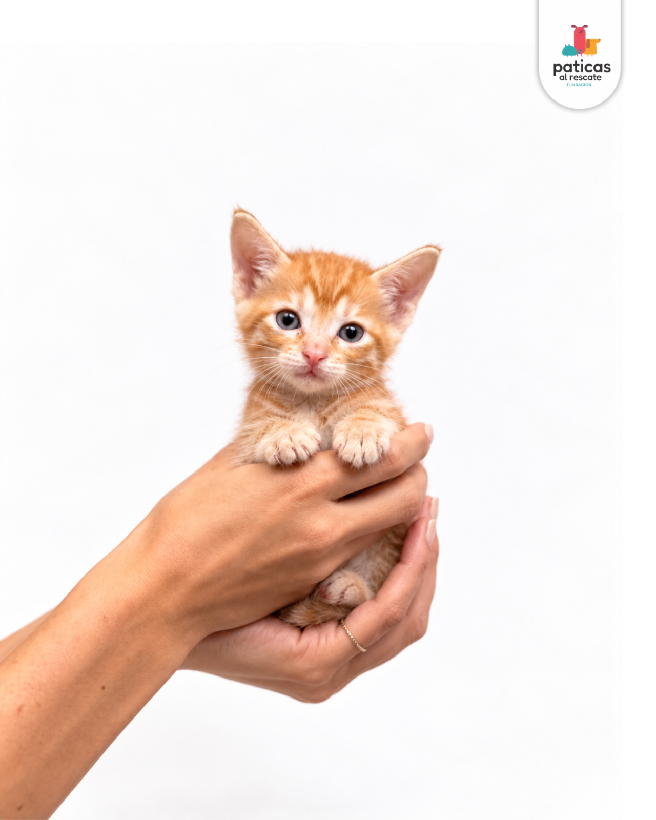 ADOPTA A PIGGY_3