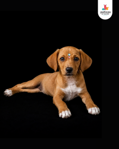ADOPTA A AREPITA_5