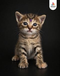 ADOPTA A MAR_1