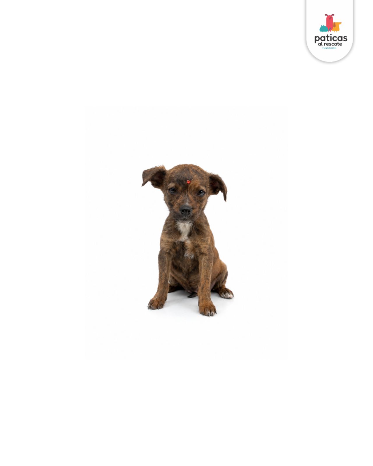 ADOPTA A AZALEA_2