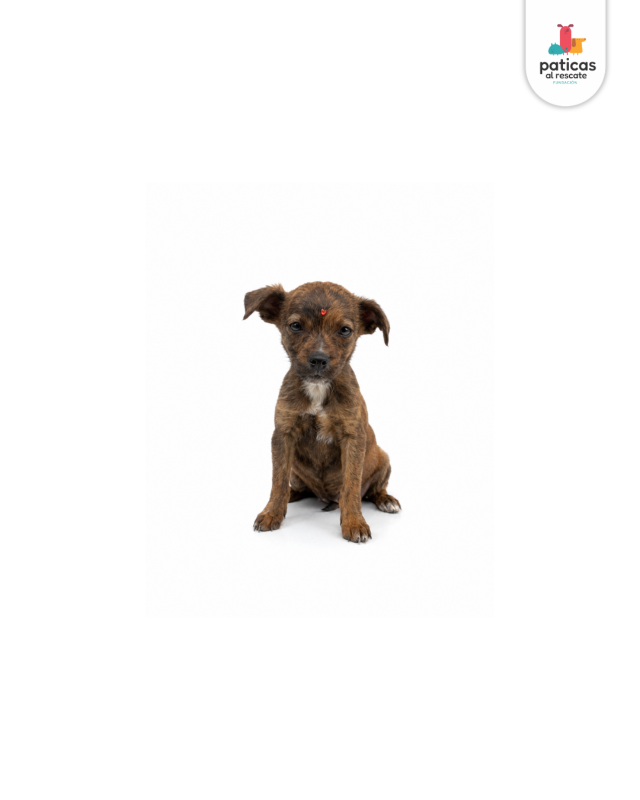 ADOPTA A AZALEA_2