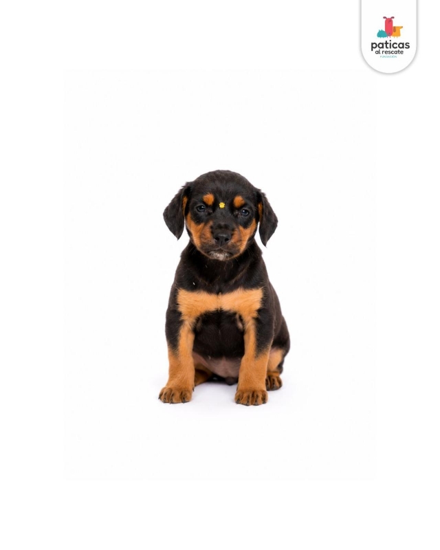 ADOPTA A LULI_4