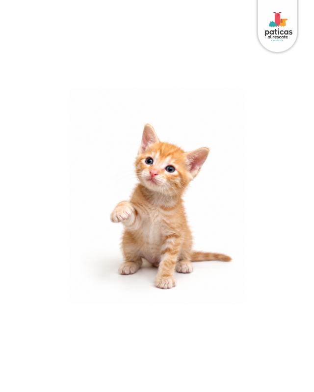 ADOPTA A PIGGY_4