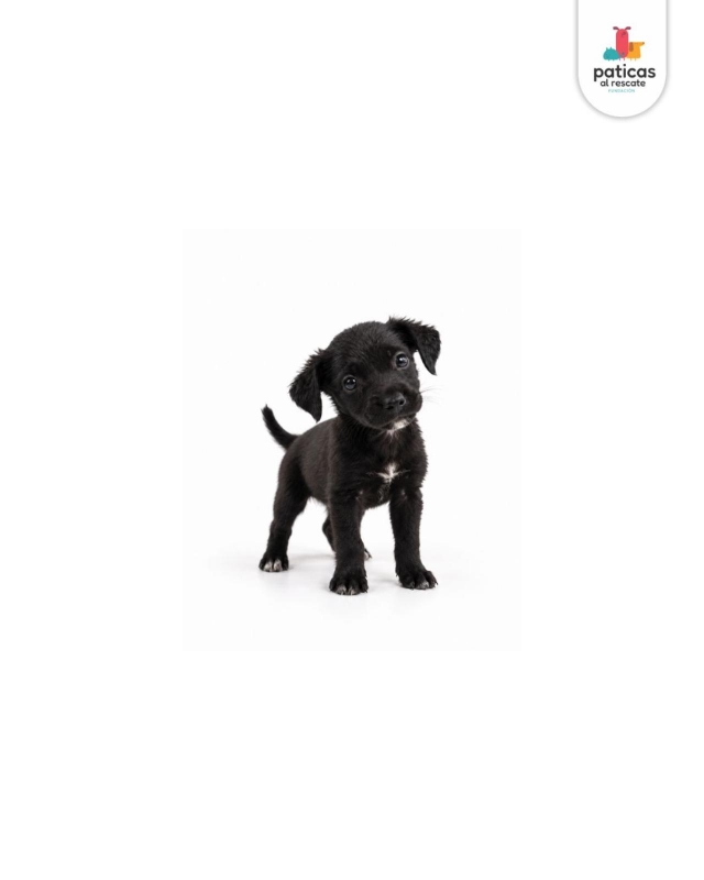 ADOPTA A ASHA_6