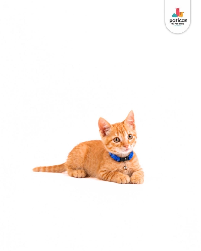 ADOPTA A OCÉANO_6