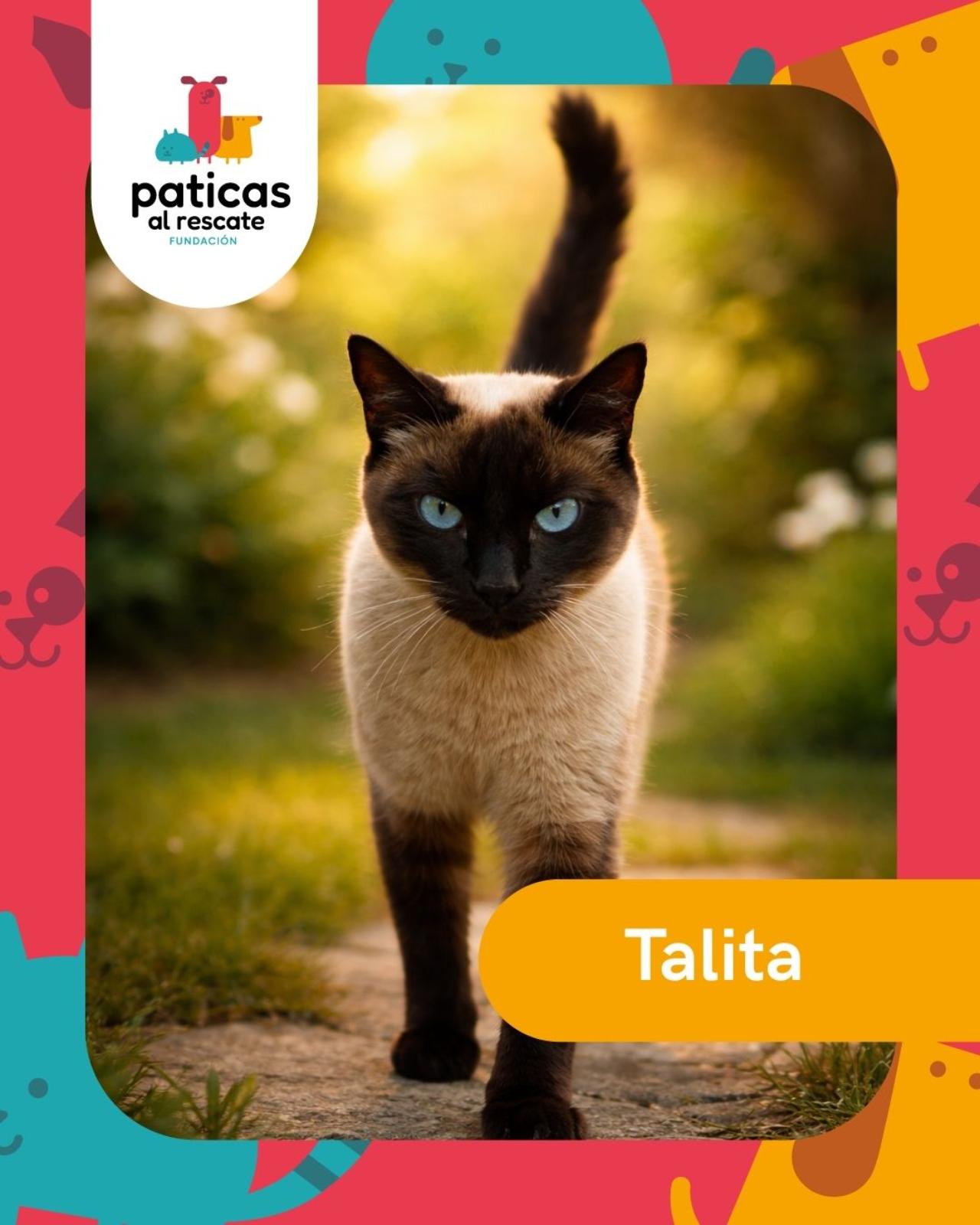 Adopta a Talita_1