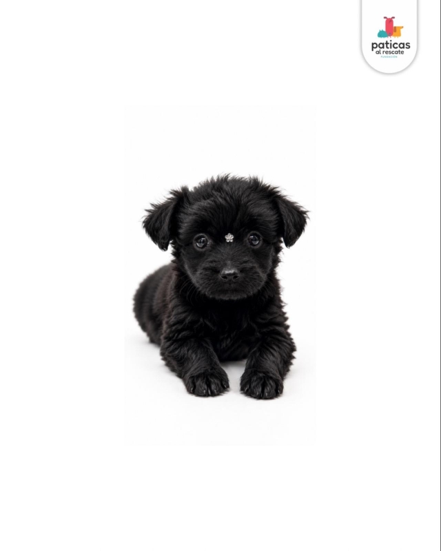 ADOPTA A ANÍS_5