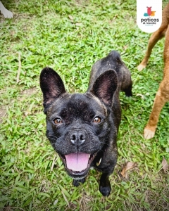 Adopta a Lila_1