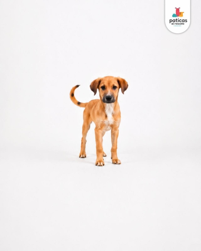ADOPTA A PLATANITO_8