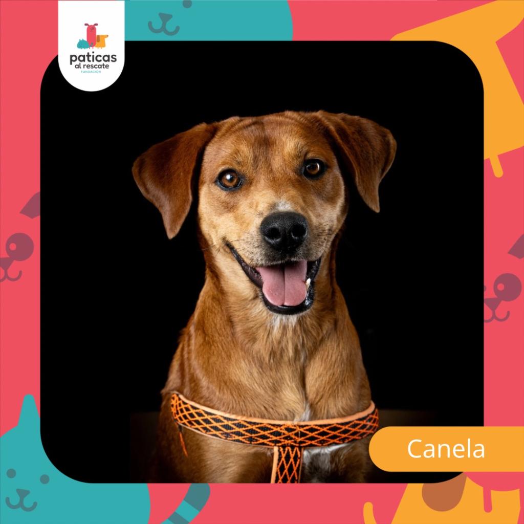 Adopta a Canela_1