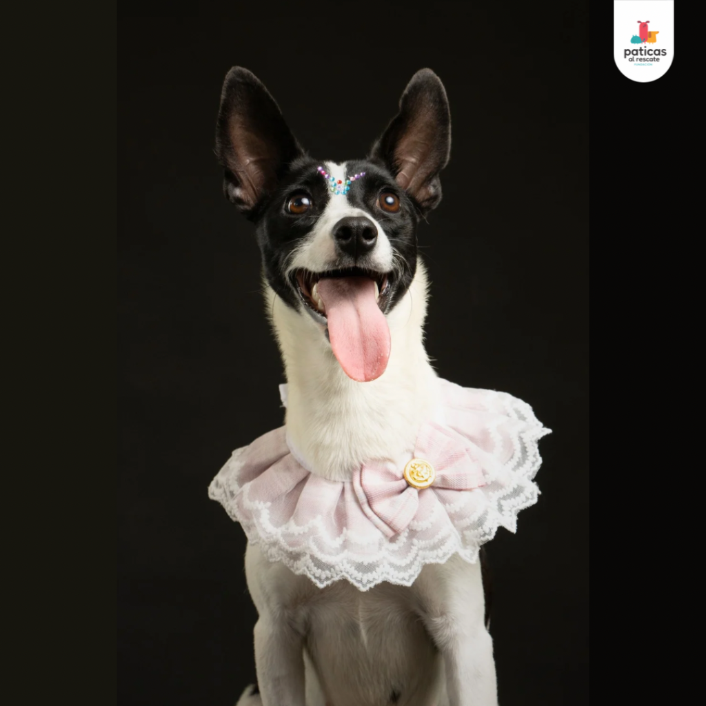 Adopta a Suki_2